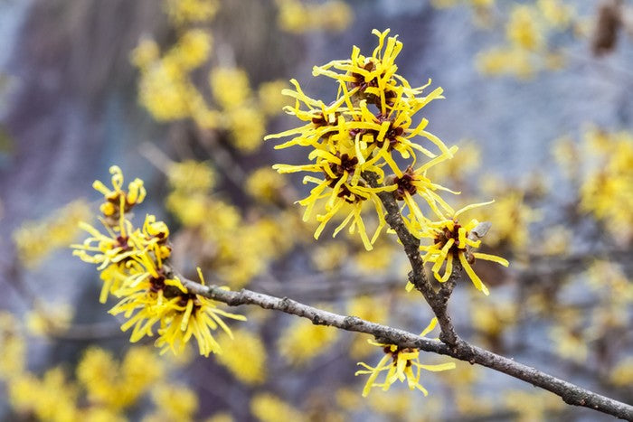 Winter flowers in New Zealand -Hamamelis