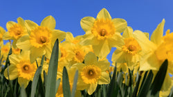Daffodils in front of a blue sky.