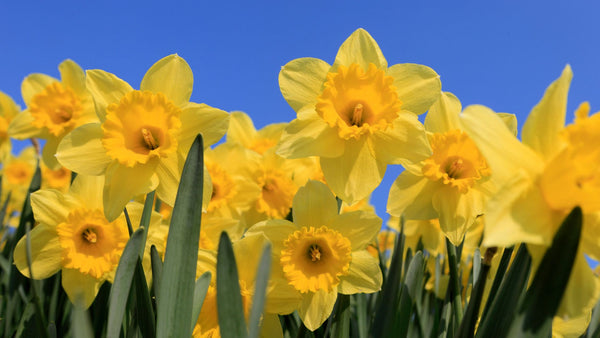Daffodils in front of a blue sky.