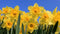 Daffodils in front of a blue sky.