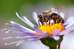 Flower with a bee