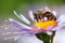 Flower with a bee