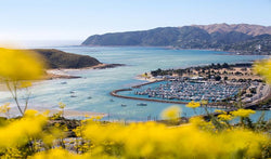 View of Porirua inlet with yellow flowers out of focus in the foreground.
