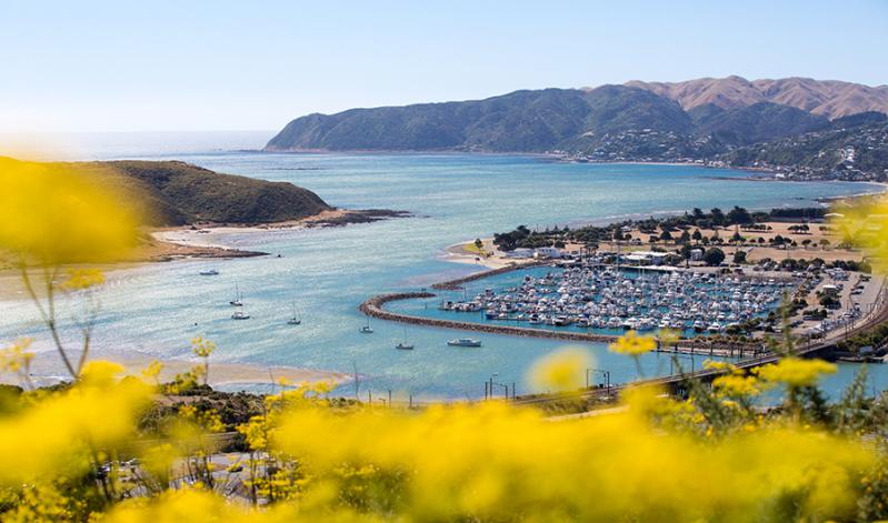 View of Porirua inlet with yellow flowers out of focus in the foreground.