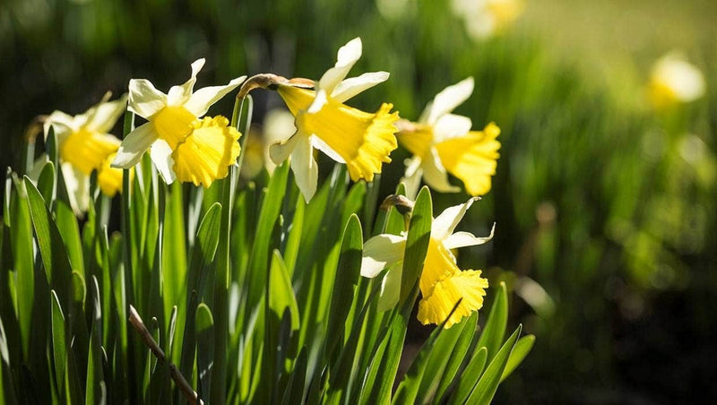 A Guide to Spring Flowers – Fox Road Flowers & Gift Boxes