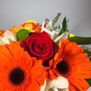 close up of orange gerberas from Porirua