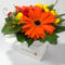 Gerbera flowers from Upper Hutt