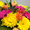 Close up of Yellow and Pink Porirua Flowers