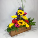 Funky Celosia Flowers in Porirua