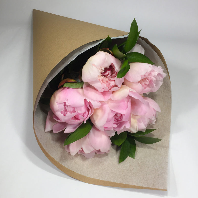 Six peony roses presented in a wrap for Wellington delivery