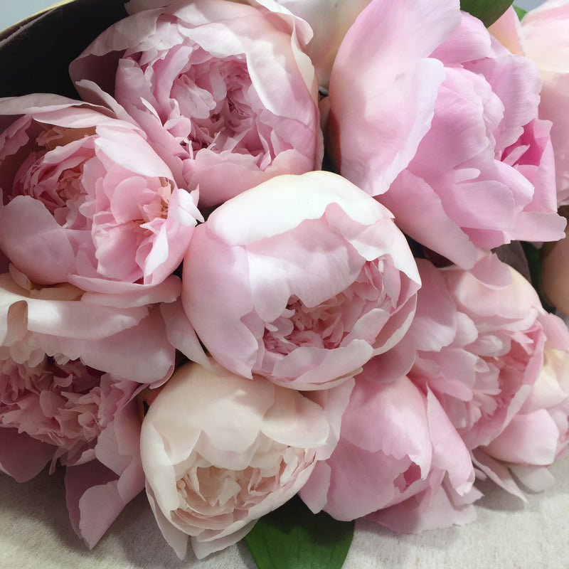 Close up for 12 peonies ready for wellington delivery