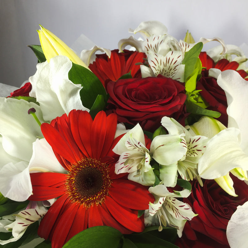 Close up of red and white flowers from Upper Hutt