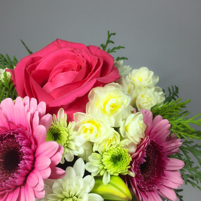 Close up of pink rose with foliage